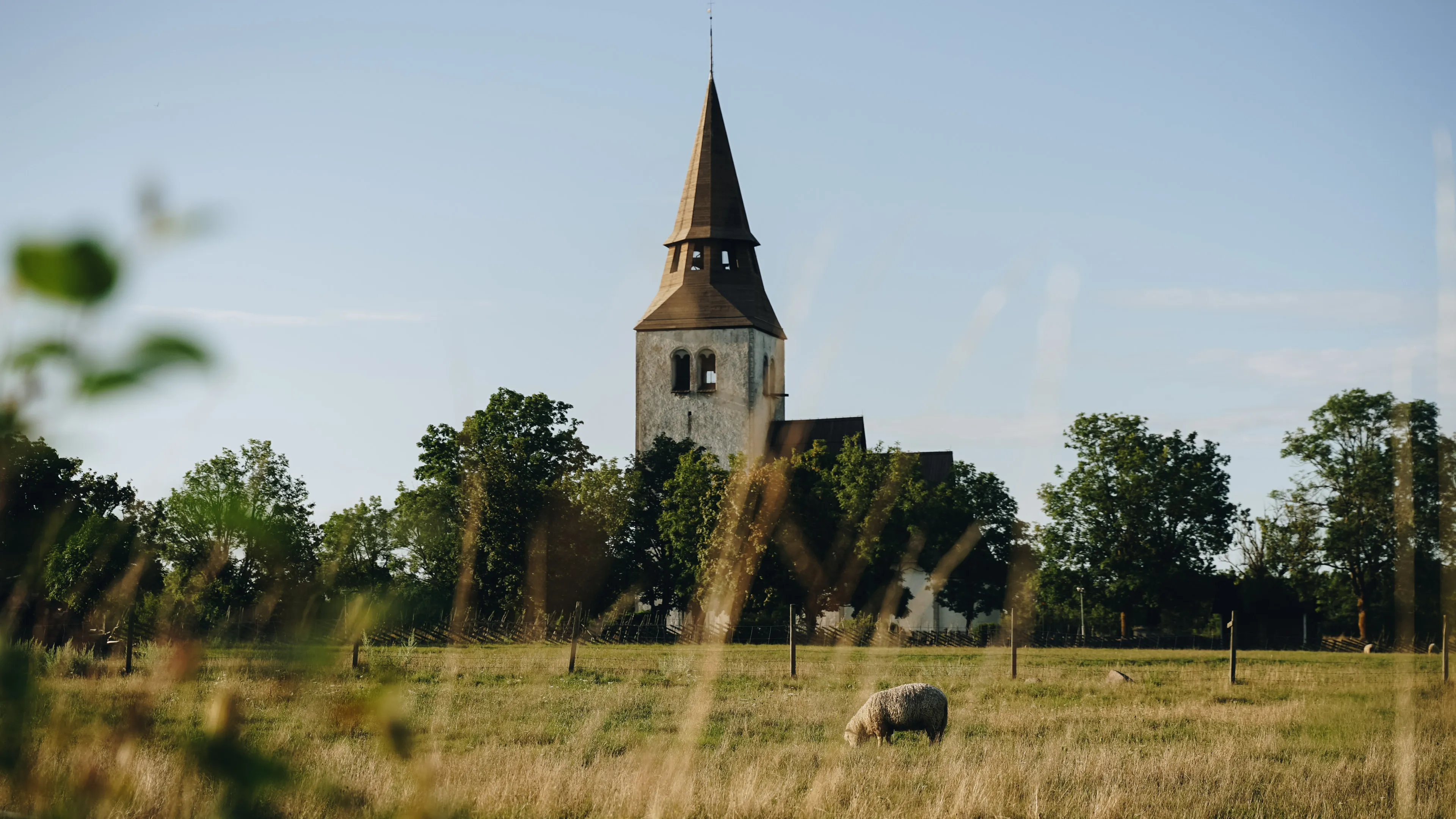 A grazing sheep in front of a church