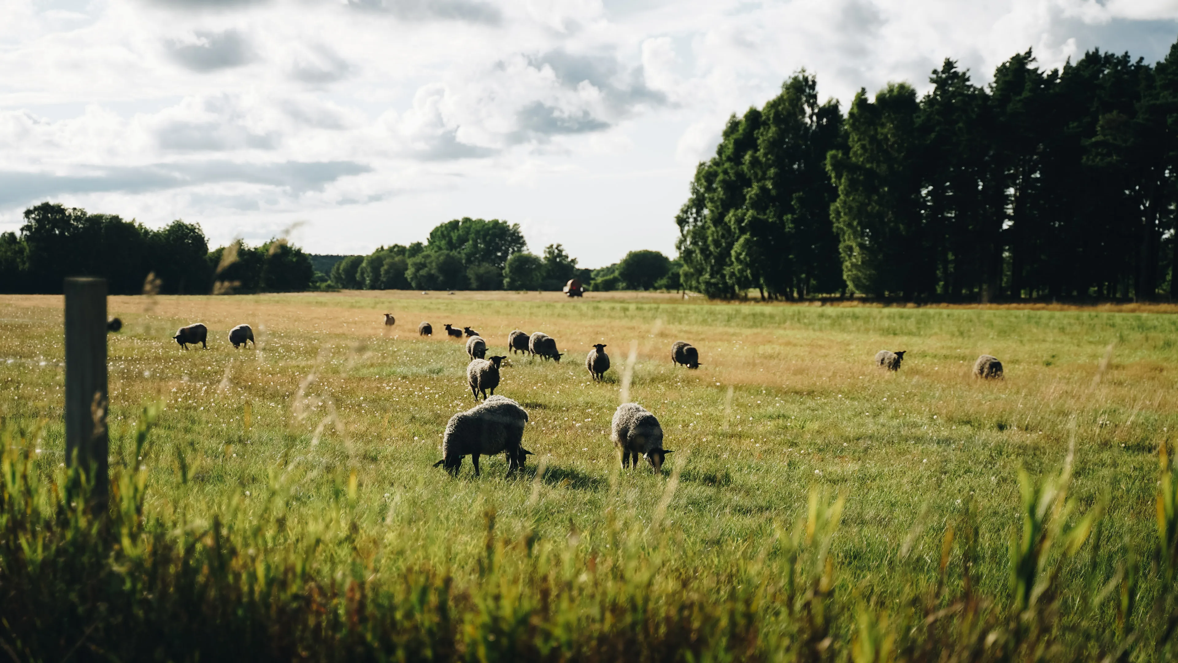 A herd of curious sheep