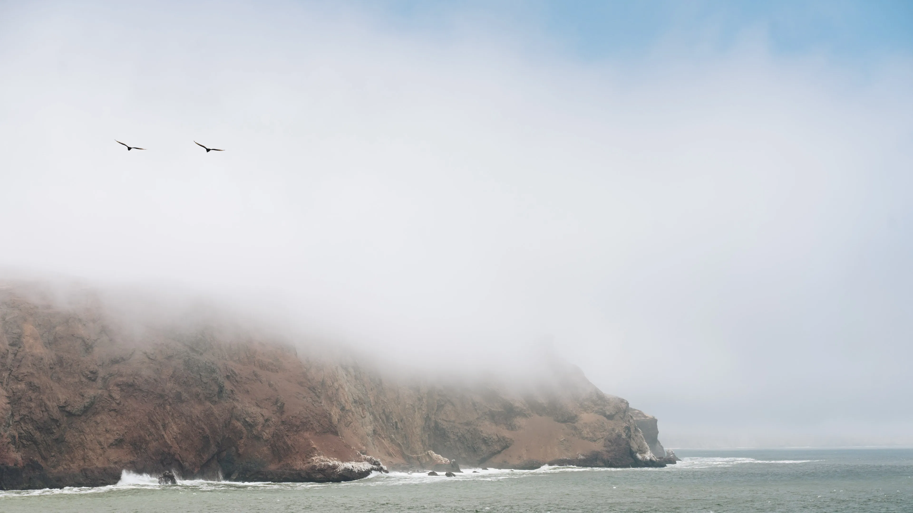 Two birds against a cloudy sky