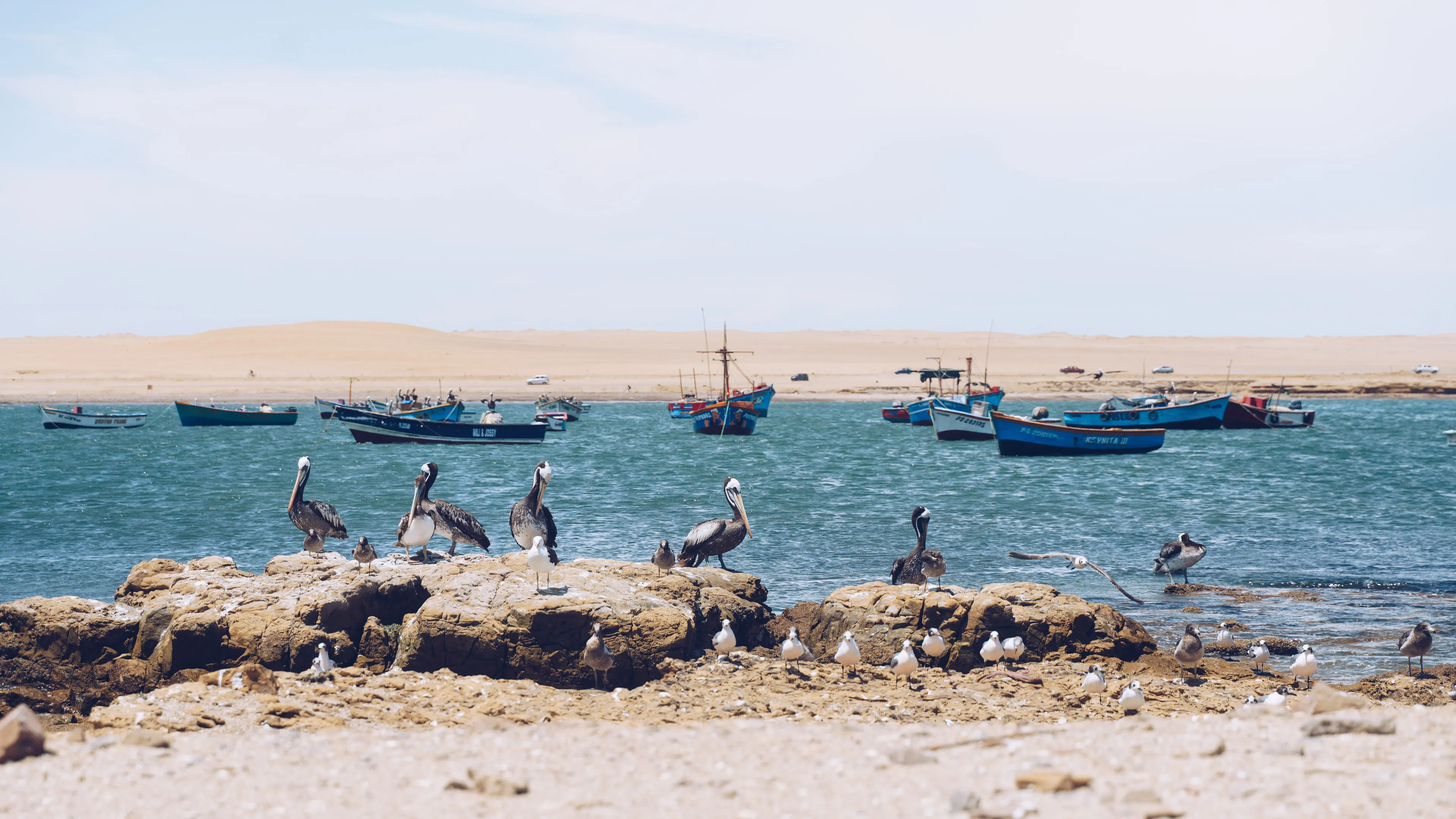 Pelicans and fishing boats